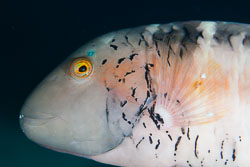 BD-120425-Marsa-Alam-6484-Cheilinus-fasciatus-(Bloch.-1791)-[Redbreasted-wrasse].jpg